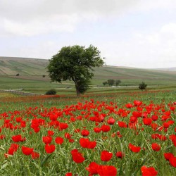 دشت کالپوش سمنان